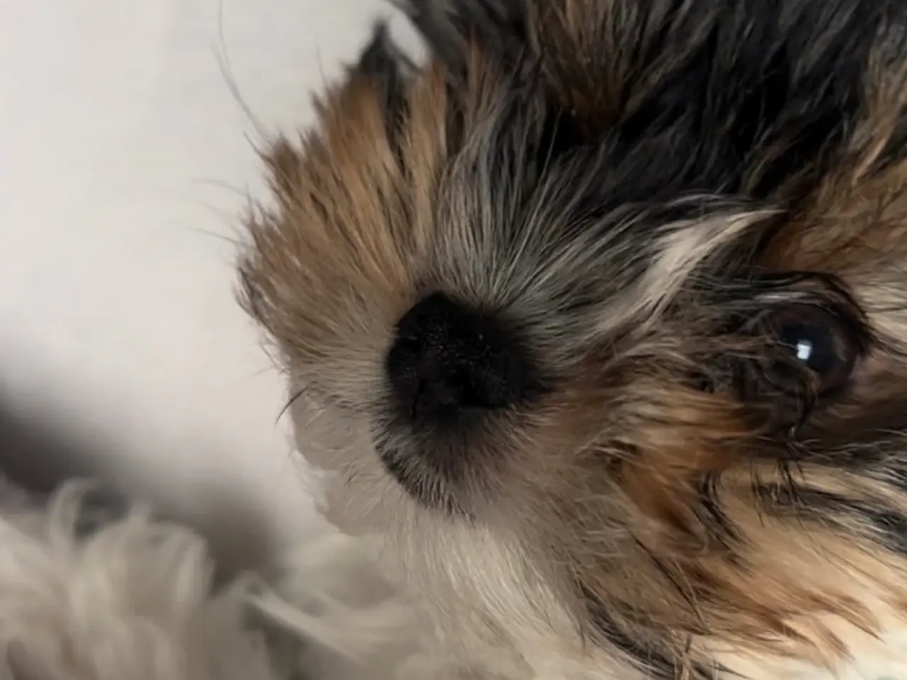 Billede 6 - Biewer terrier til parring. 