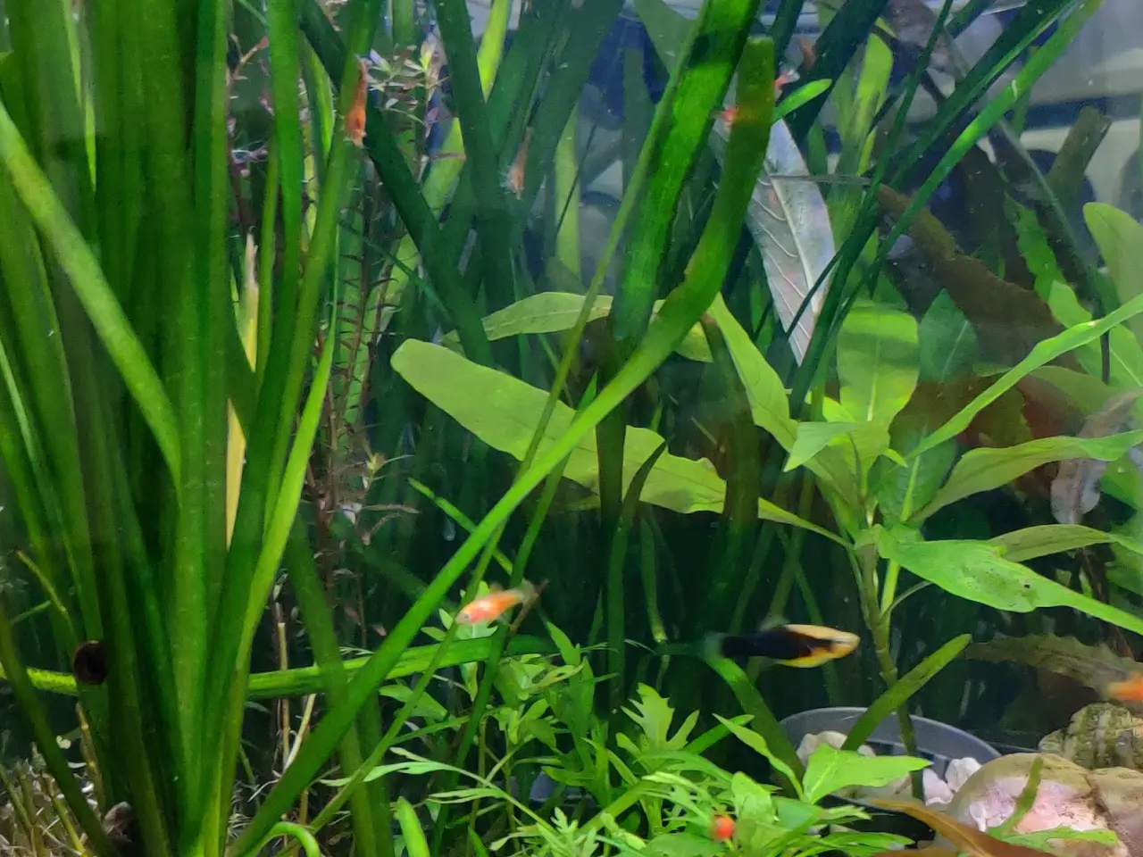 Billede 9 - Akvarie Planter mange slags