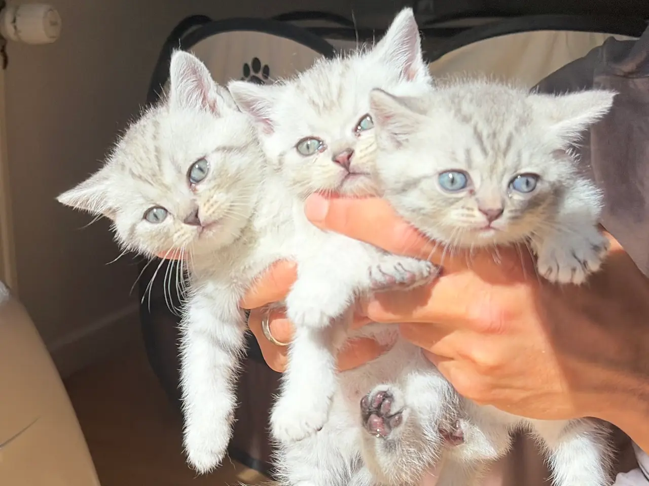 Billede 1 - British shorthair killinger