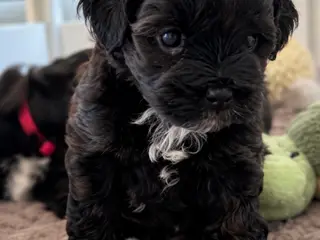 Toy Shihpoo hvalpe. 3 drenge
