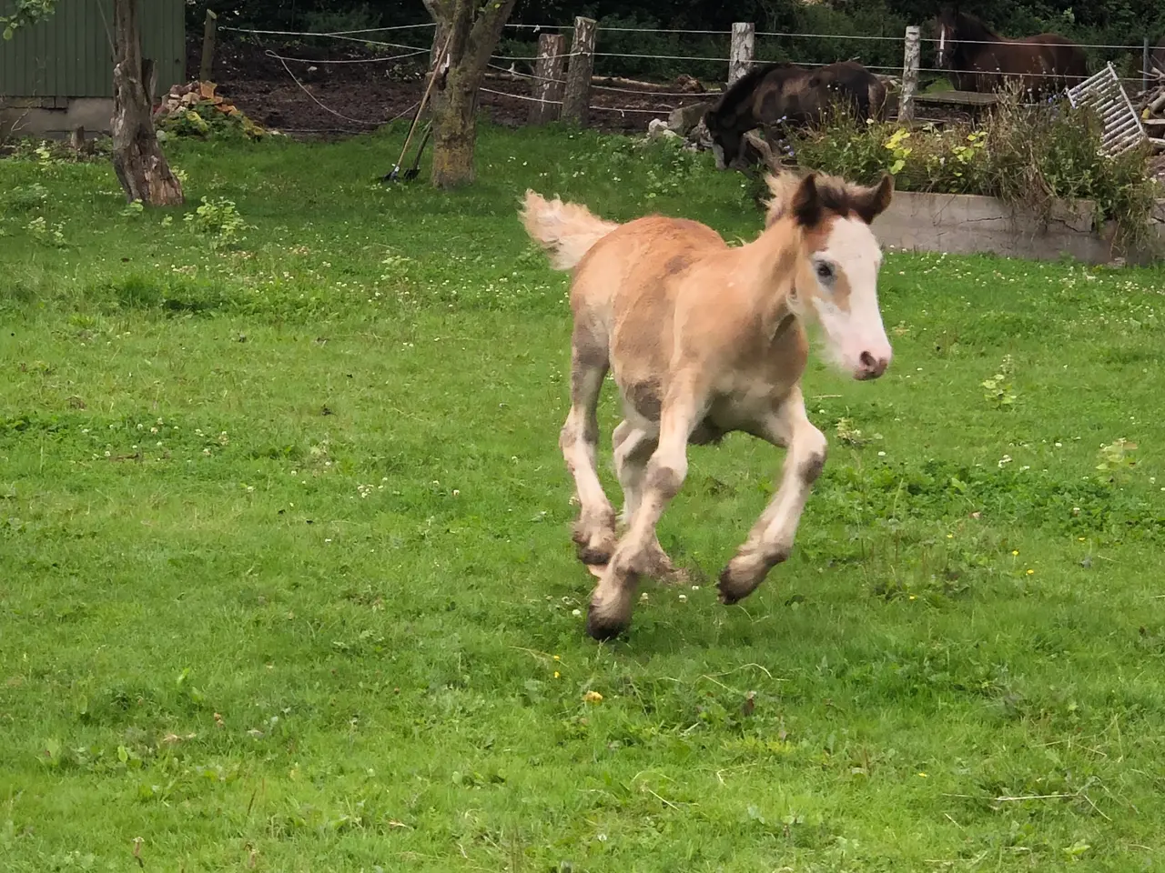 Billede 13 - Irish cob hingsteføl fra maj 2025