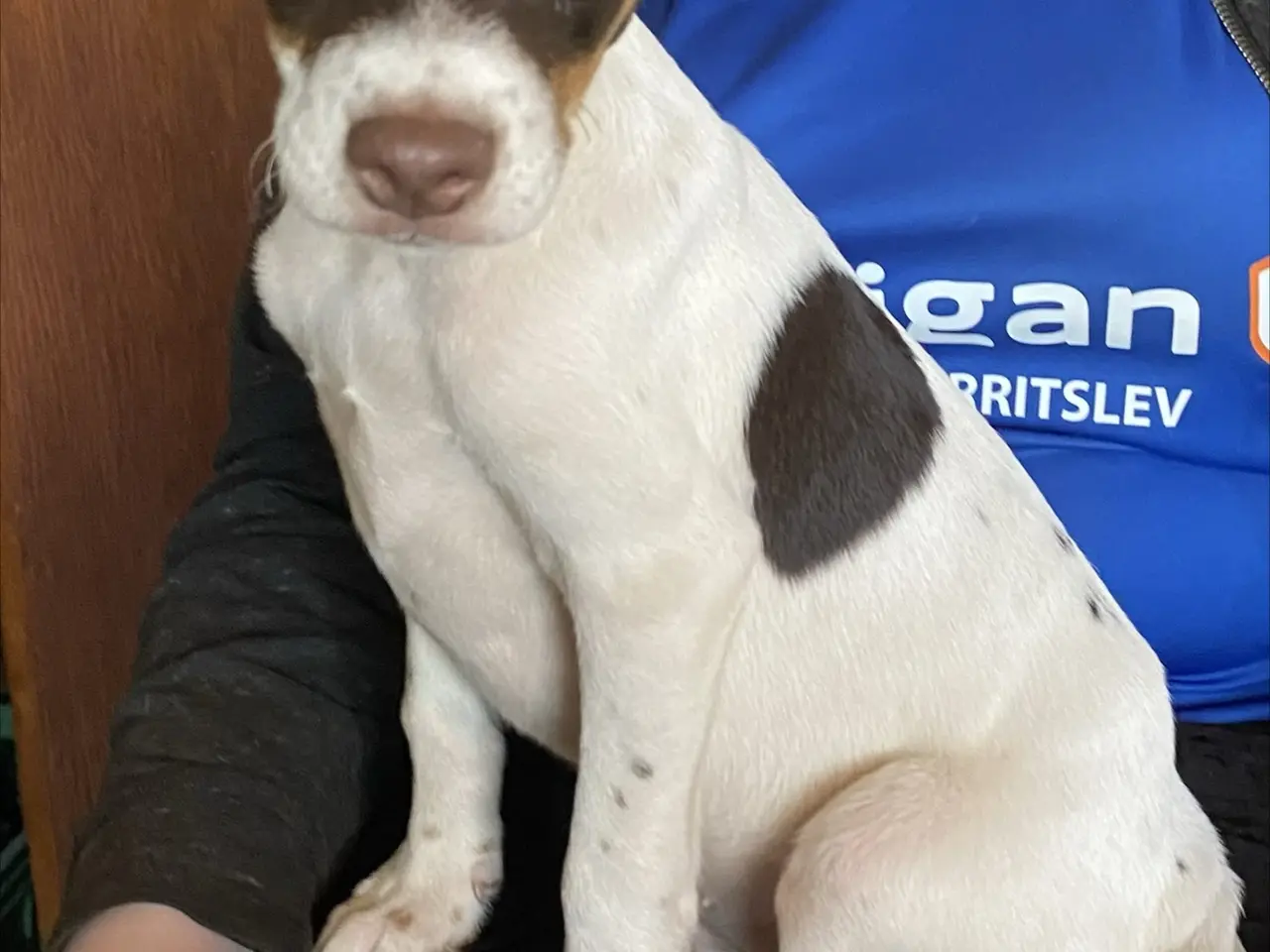 Billede 3 - Hundehvalpe Dansk/svenskgårdhunde