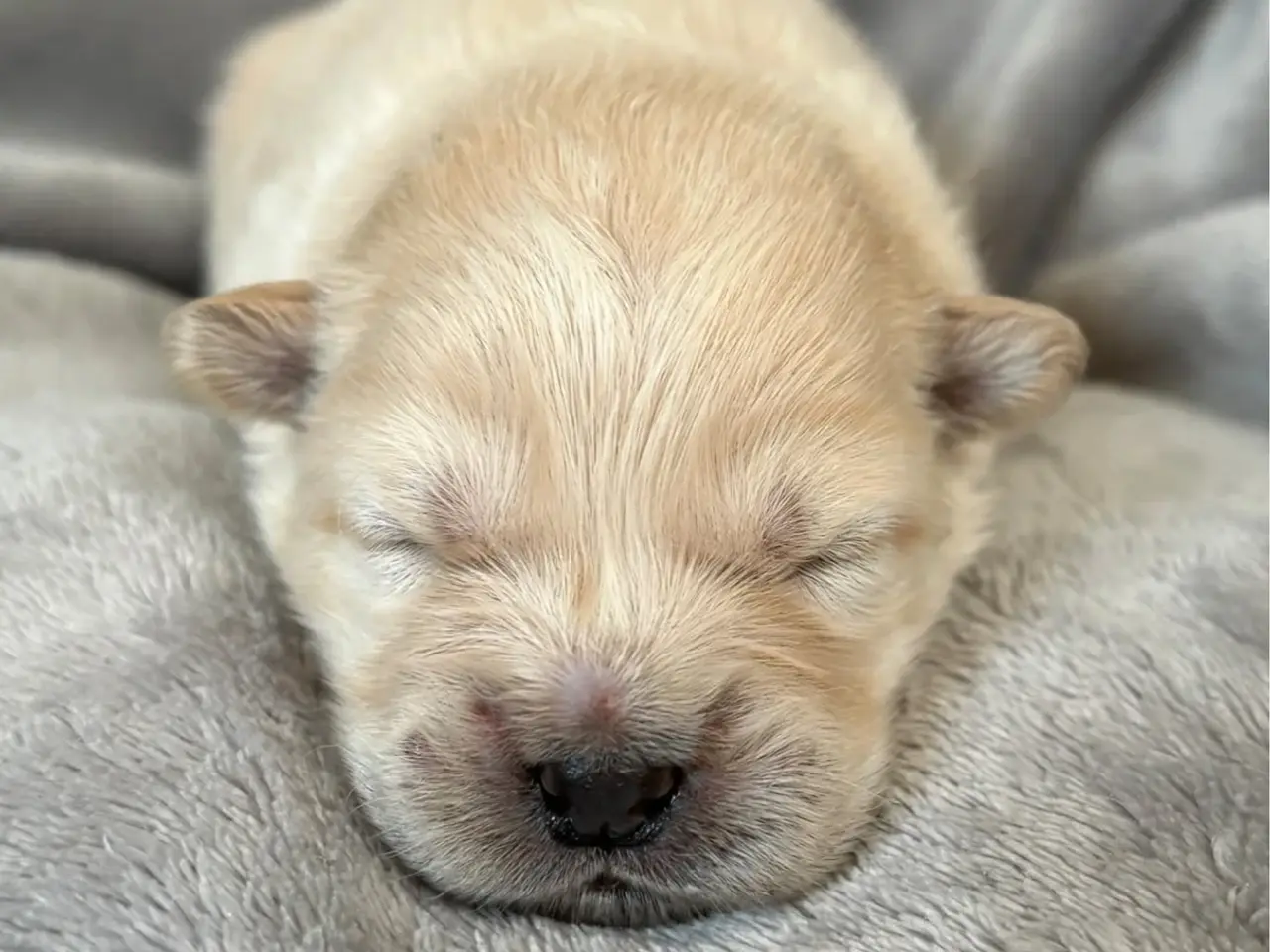 Billede 5 - Chow Chow hvalpe