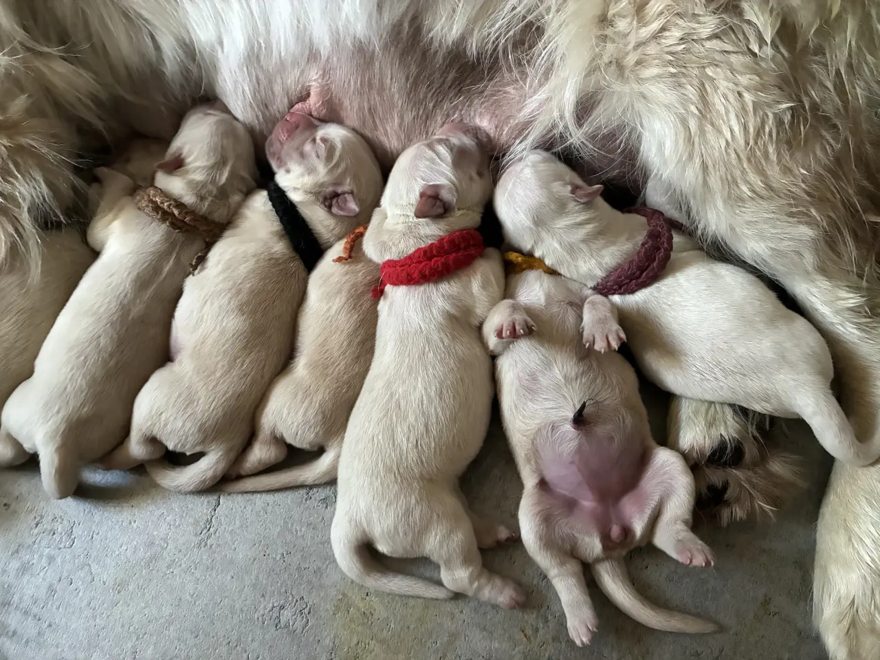 Billede 5 - Golden retriever hvalpe