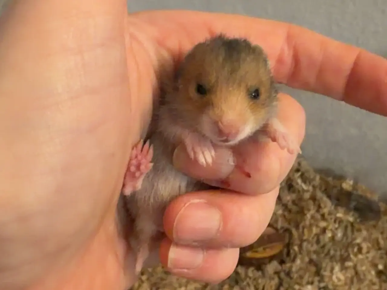 Billede 8 - Guldhamster unger