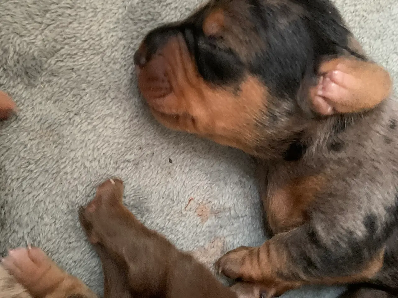Billede 3 - 7 nuttede miniature dachshundhvalpe