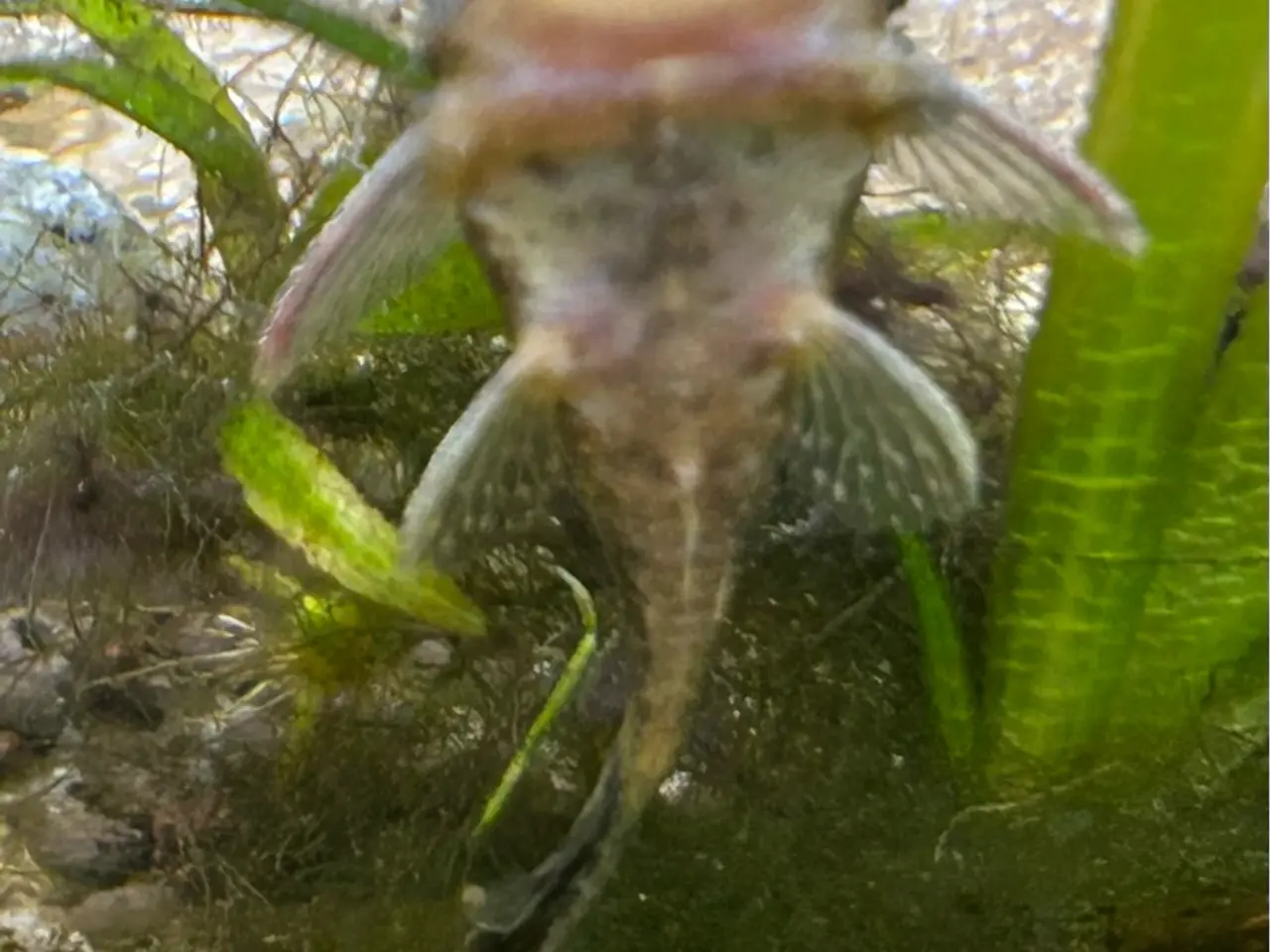 Billede 2 - 🐟 LDA16 Ancistrus maller – sunde og aktive