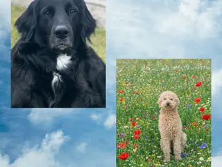 Berner/Labradoodle