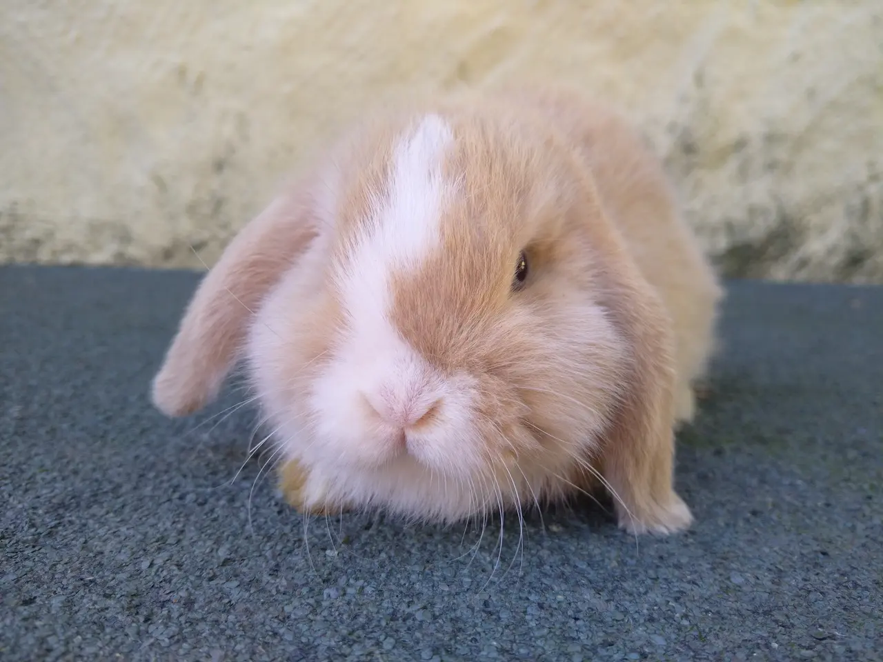 Billede 2 - 2 Mini Lop UK søstre
