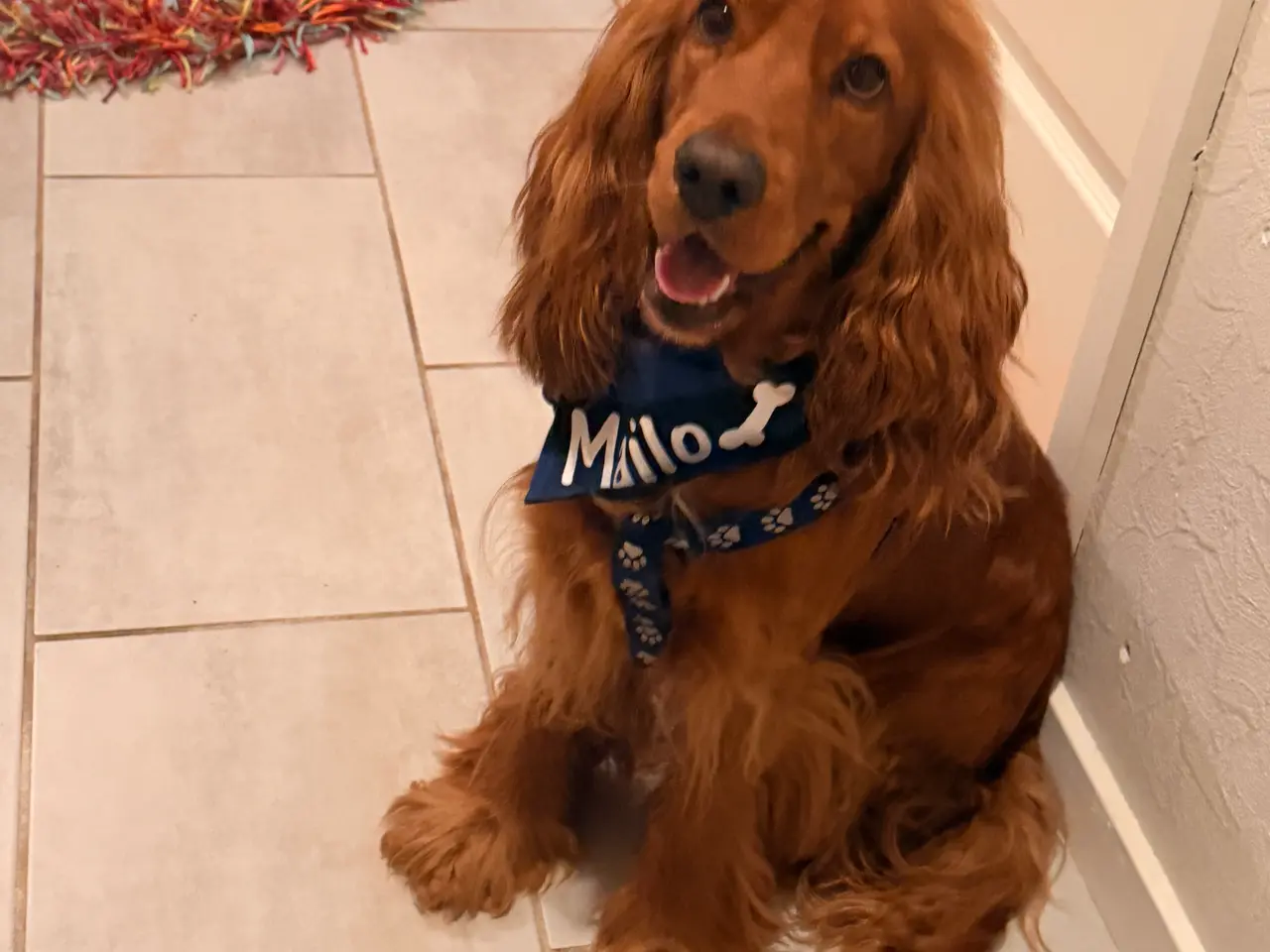 Billede 4 - 8 skønne Engelske Cocker Spaniel-hvalpe søger dere