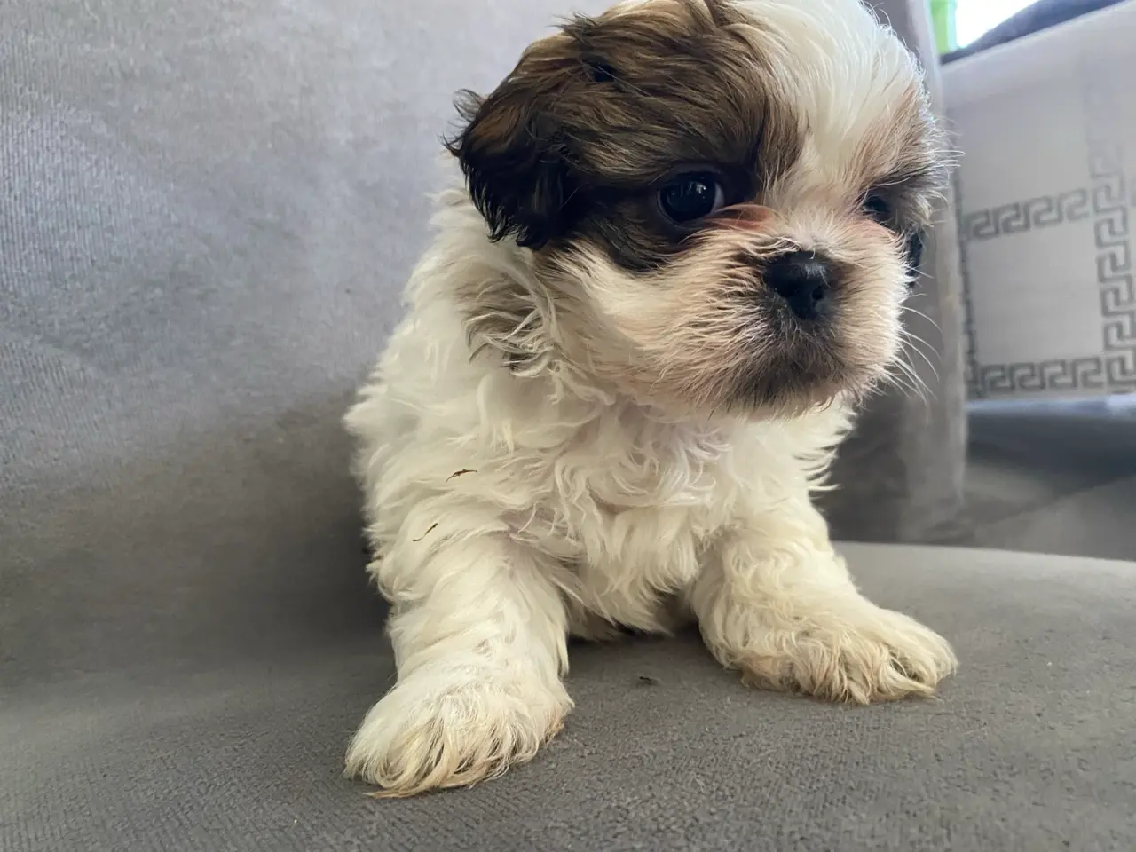 Billede 8 - Lækre Shih Tzu Hvalpe