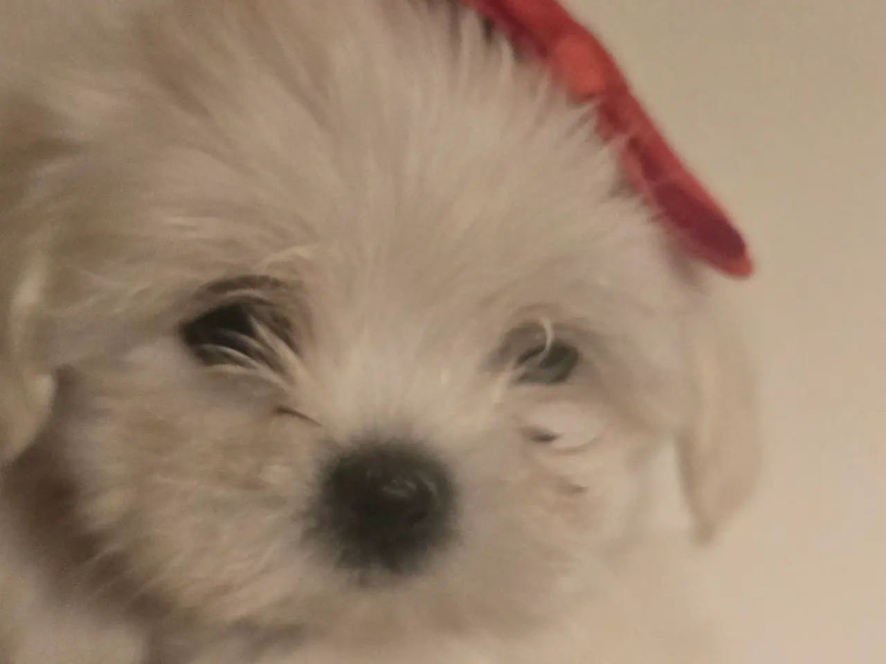 Billede 2 - Bichon-hvalpe søger nye hjem .