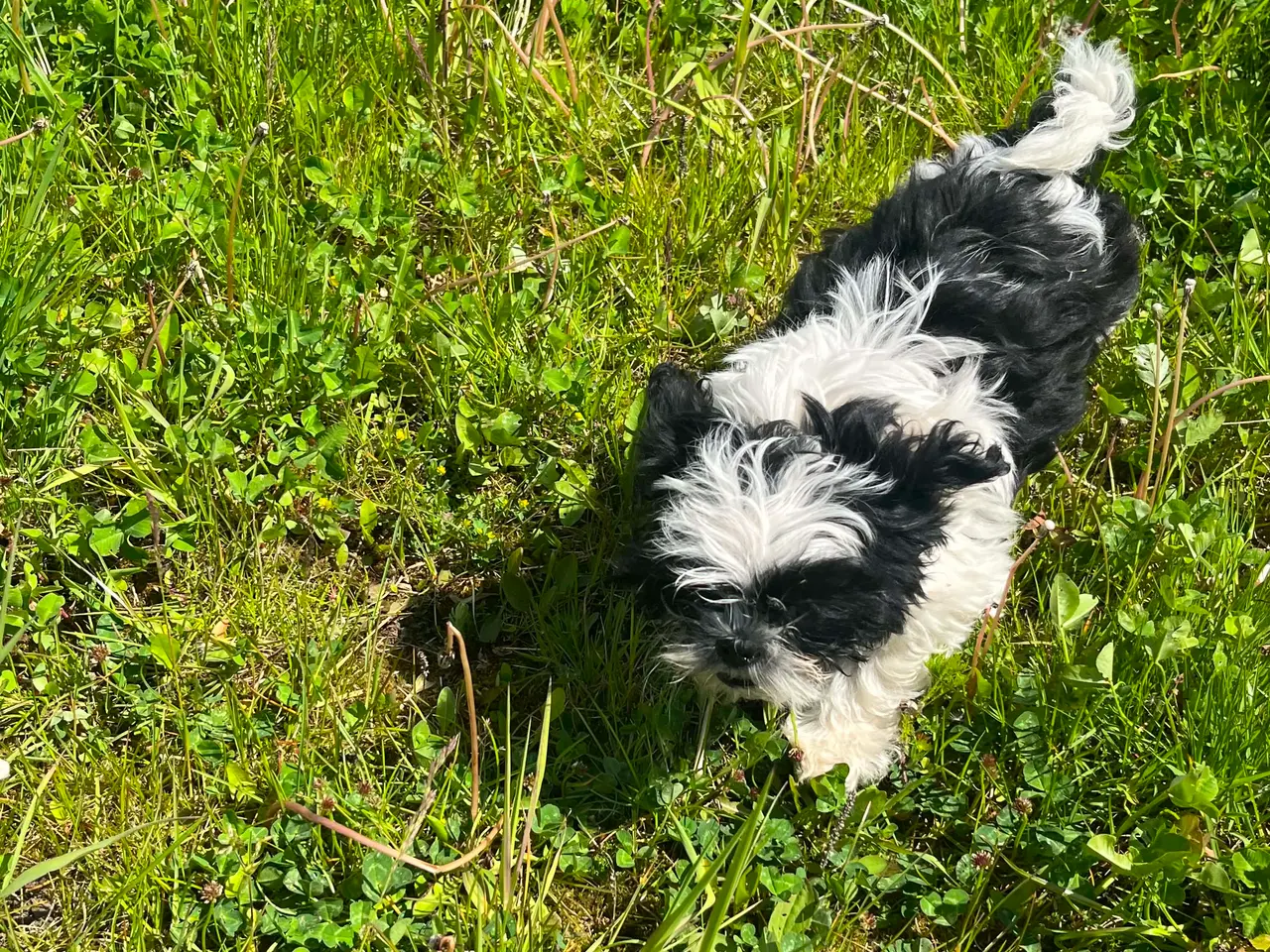 Billede 6 - Shih Tzu hvalpe