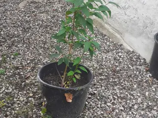 Forsydia busk