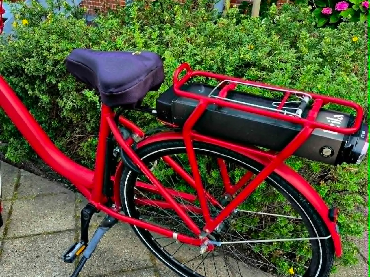 Billede 5 - Winther Red Superb 1