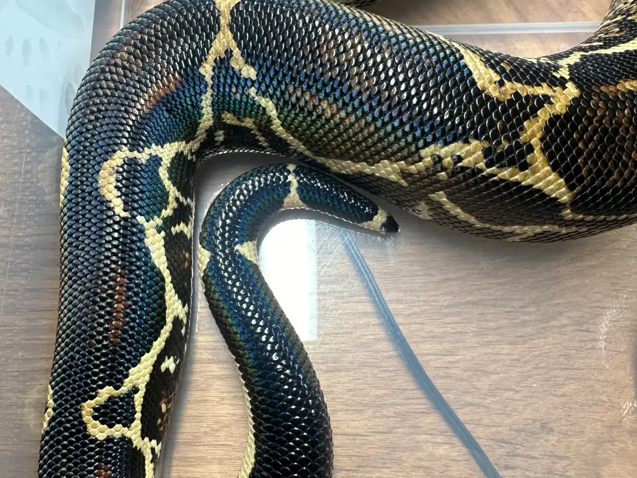 Billede 7 - Boa1.0wildtype100%het leopard100%het Albino kahl