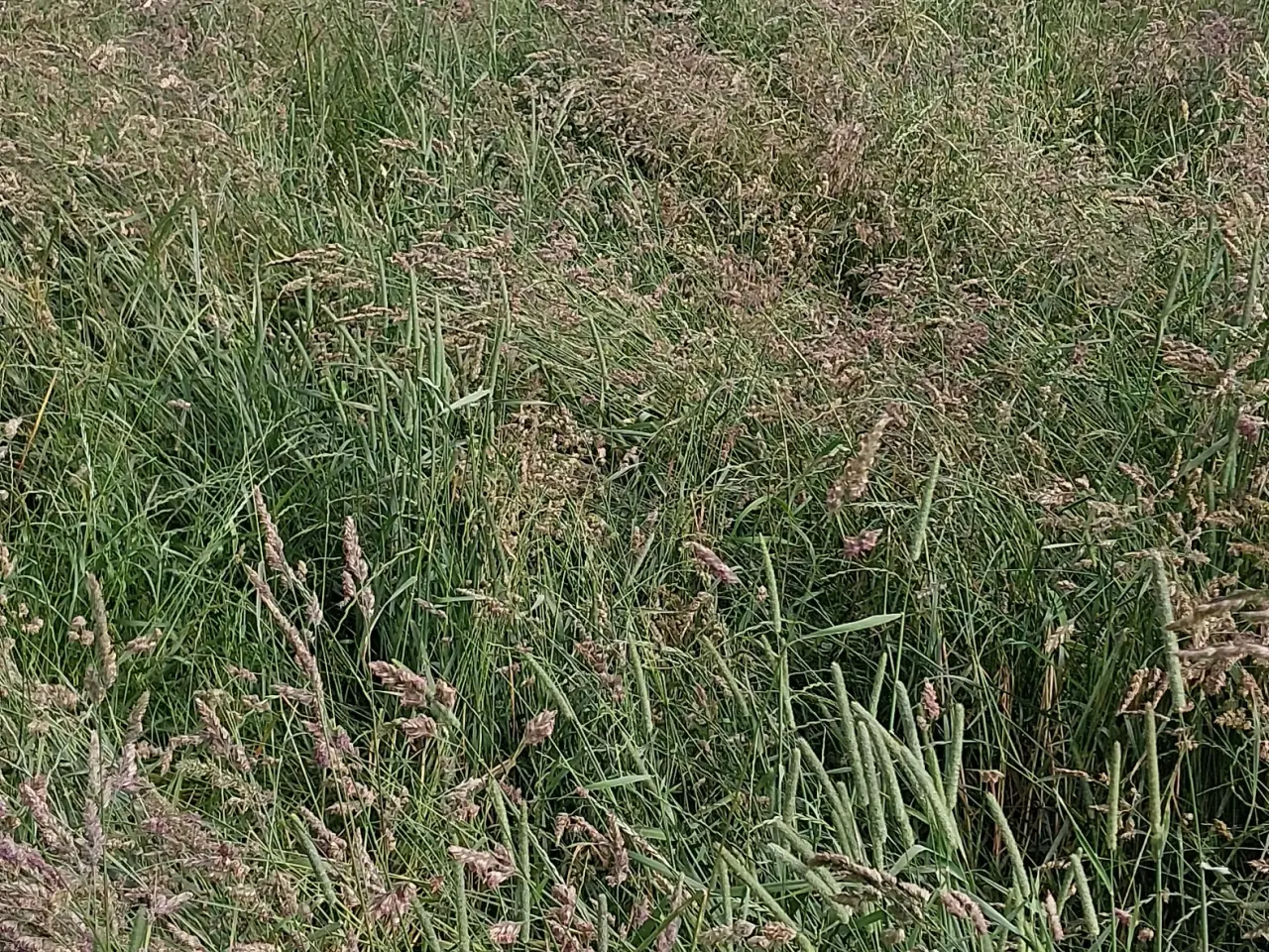 Billede 6 - 🐴🐴 KVALITET'S WRAP SÆLGES 🐂🐂 Pakket stationær
