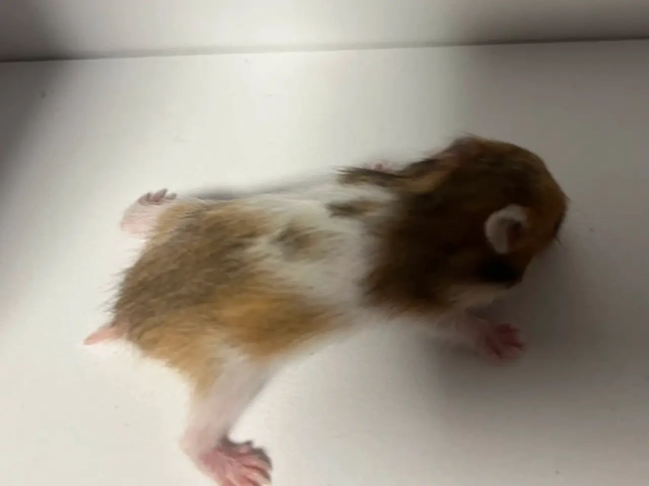 Billede 15 - Guldhamster unger