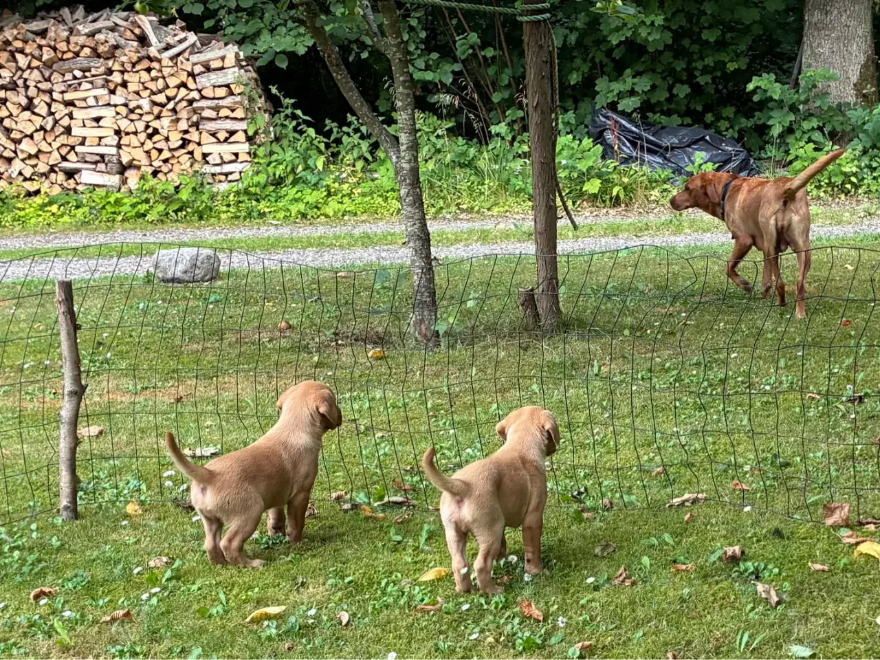 Billede 1 - Foxrøde labrador F1 hvalpe