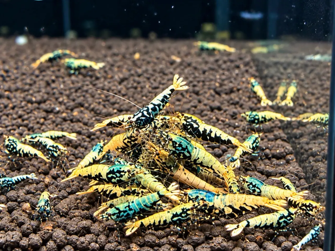 Billede 18 - Galaxy Fishbone Rejer – Caridina sp.