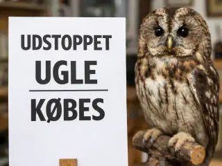 Udstoppede ugle/ugler