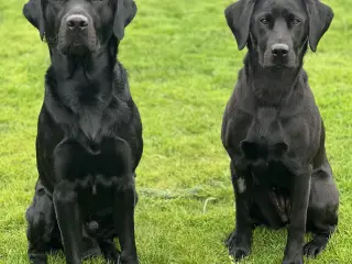 Labrador Formel 1