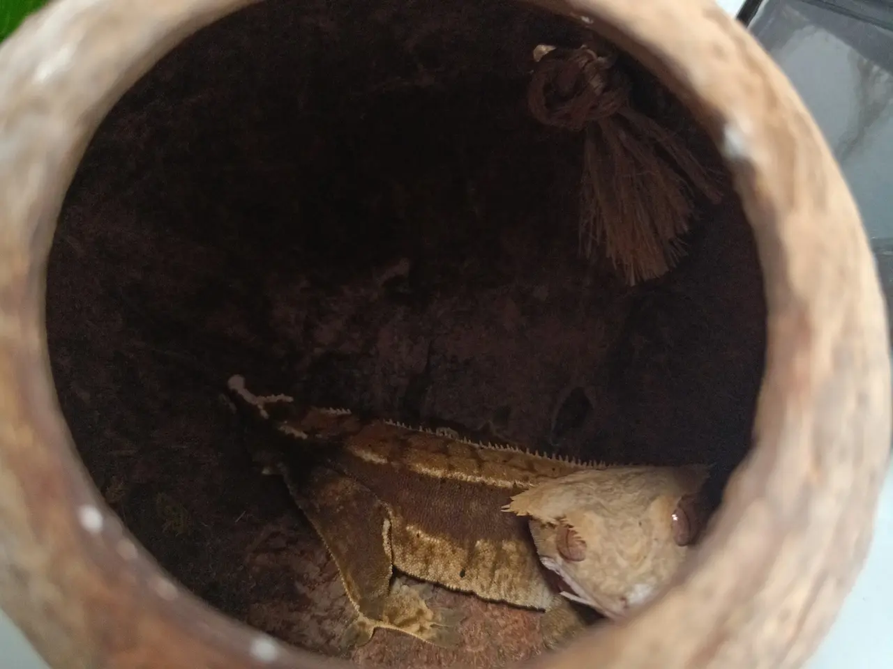 Billede 7 - De sødeste Krone gekko brødre