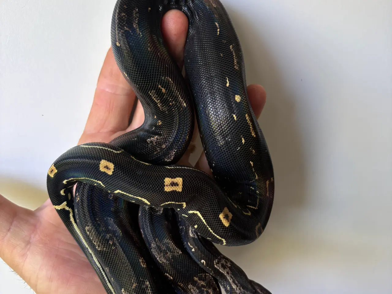 Billede 7 - Boa constrictor Keltic IMG poss Leopard Kahl A