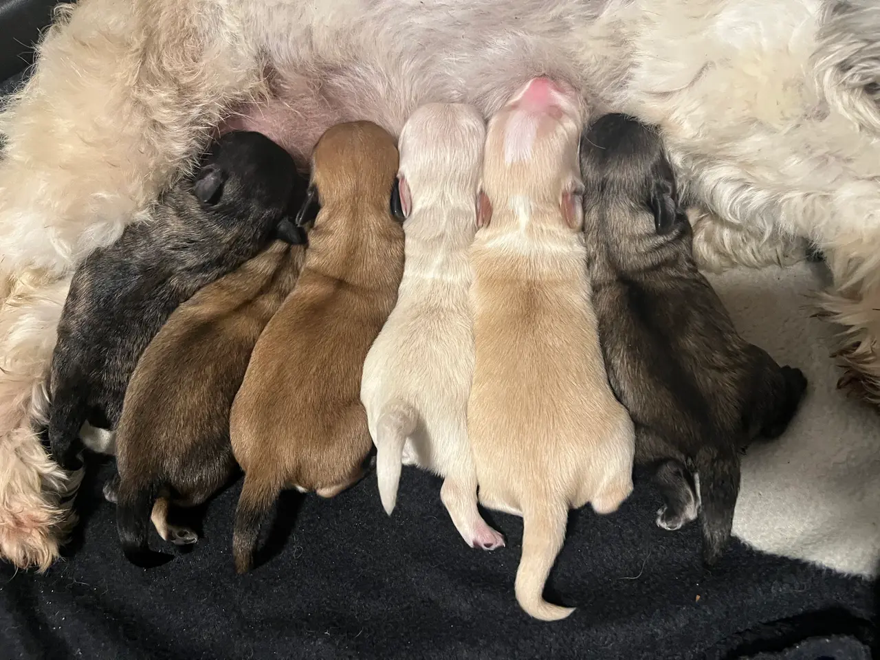 Billede 5 - Kun 2 lækre Bichon blandinger tilbage nu! :-)