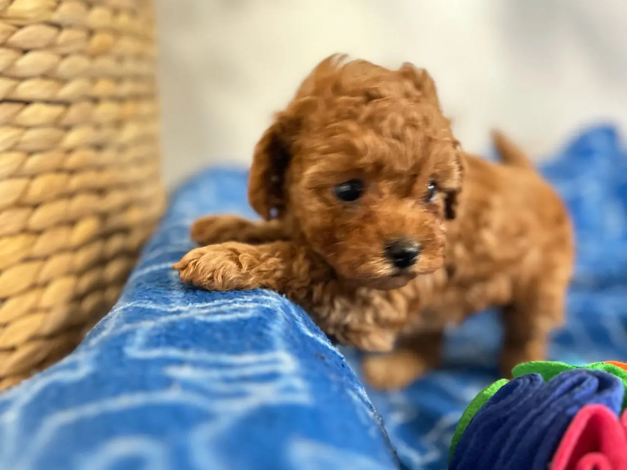 Billede 3 - Teacup/Toy puddel