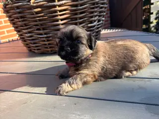 Bommuld/Shih tzu hvalpe 
