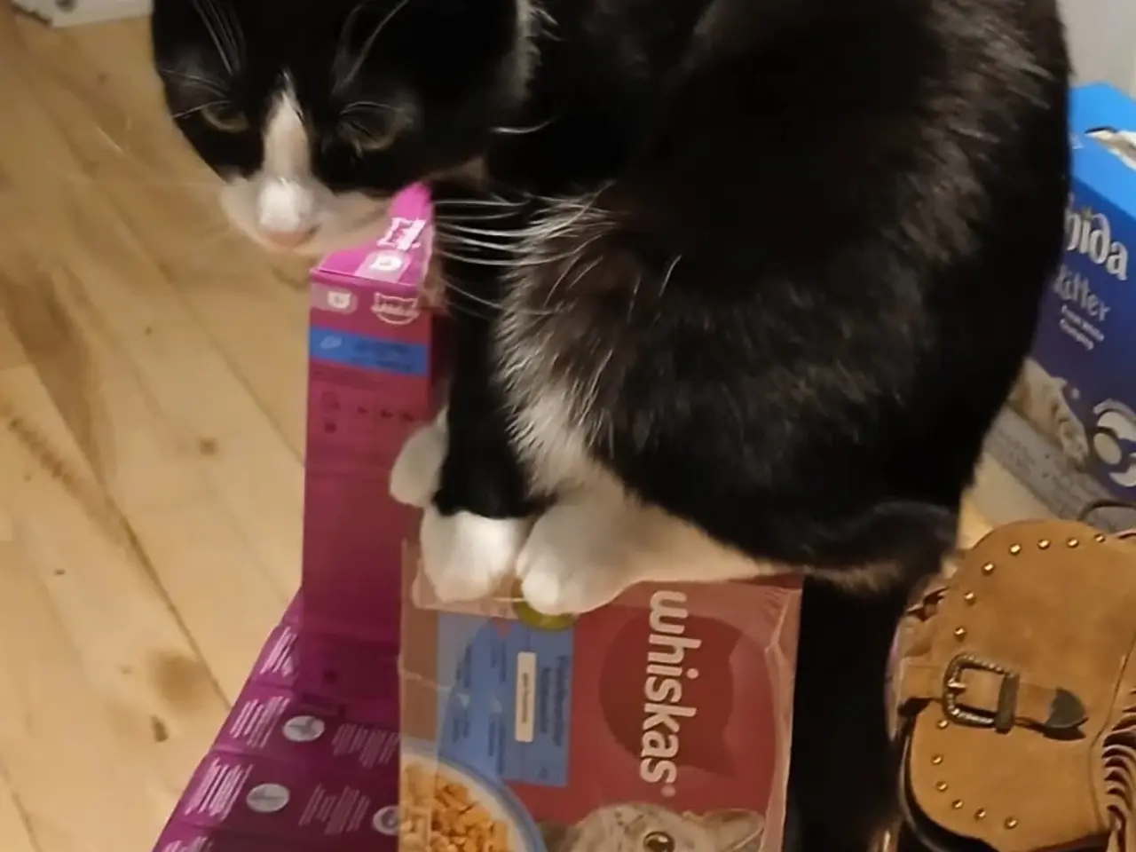 Billede 5 - Kærlig kat søger nyt hjem