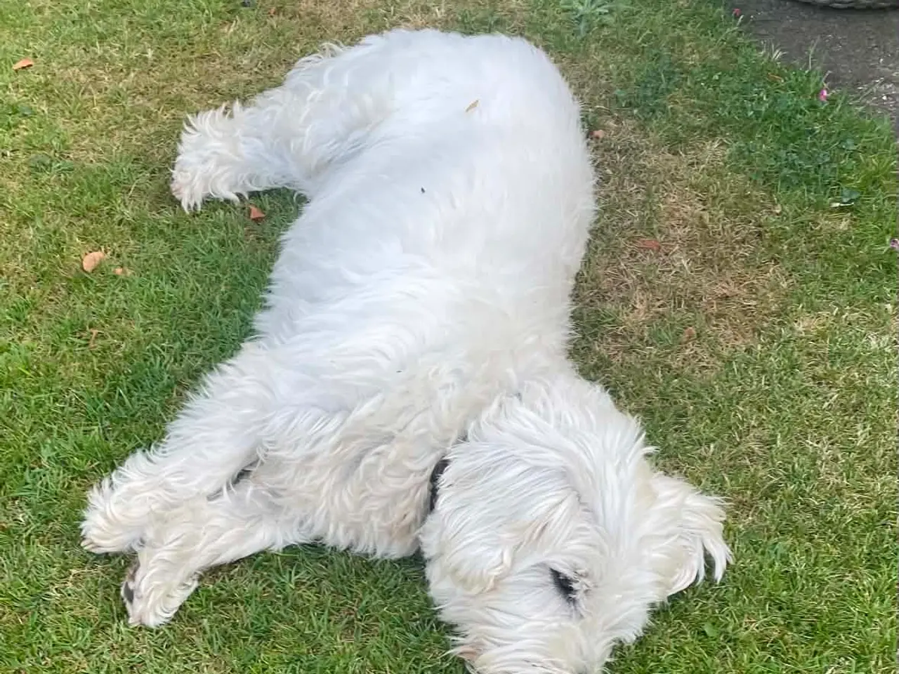 Billede 9 - Kastereret White Terrier og bomuldshund blanding