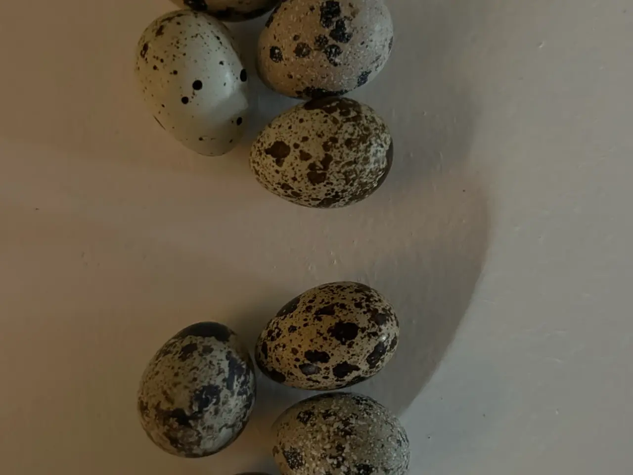 Billede 3 - Vagtlers rugeæg.