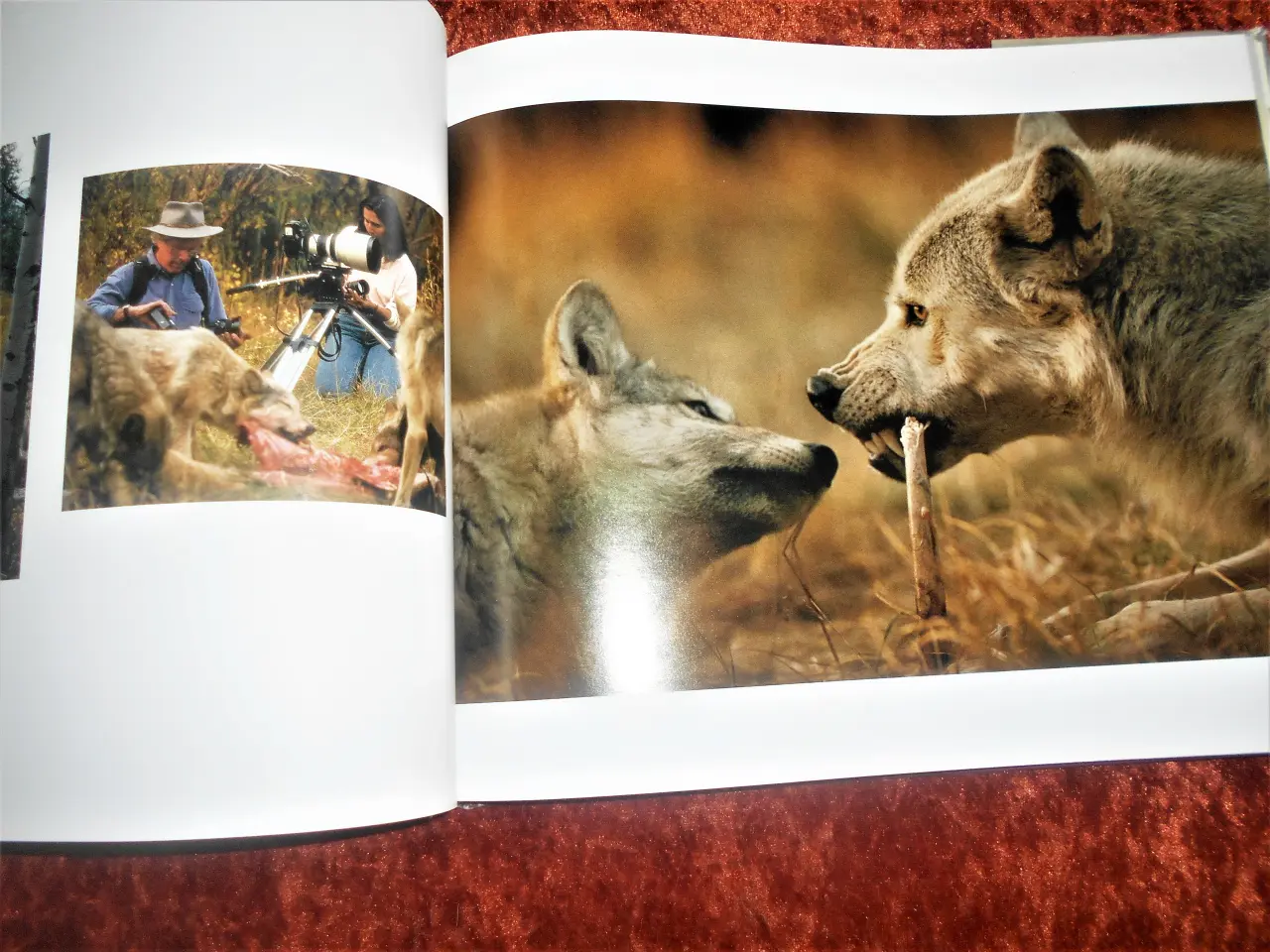 Billede 3 - Living With Wolves, Jim Dutcher Jamie Dutcher