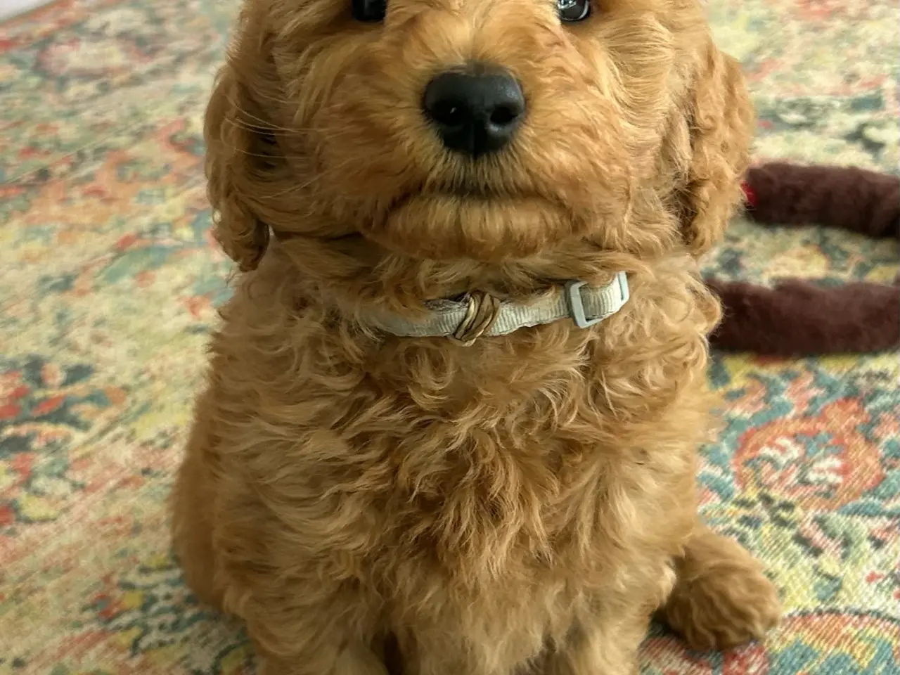Billede 4 - Goldendoodle + Cavapoo