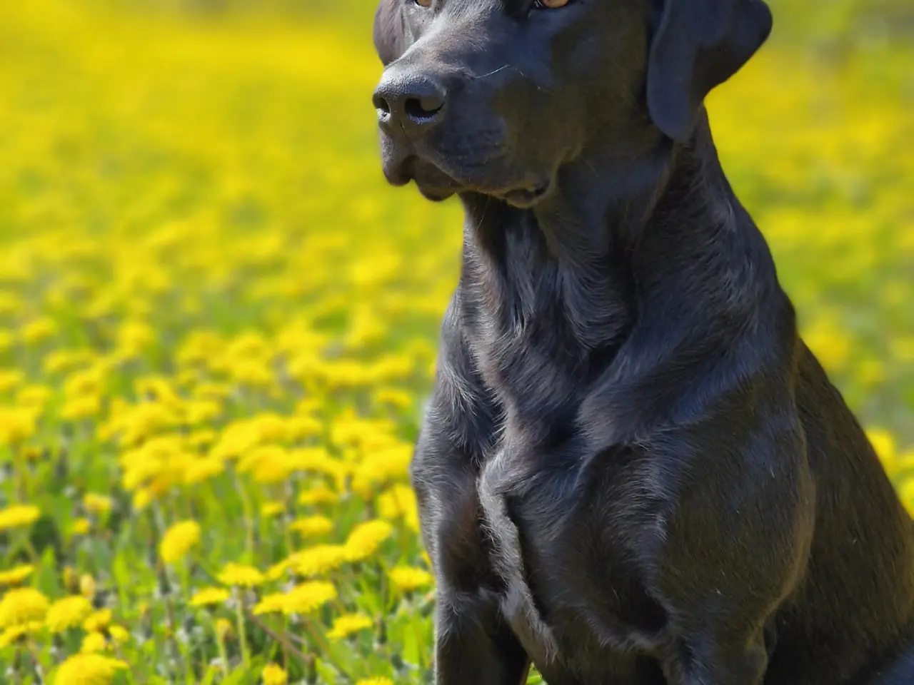 Billede 2 - Kun 1 han tilbage - Labrador med DKK stamtavle