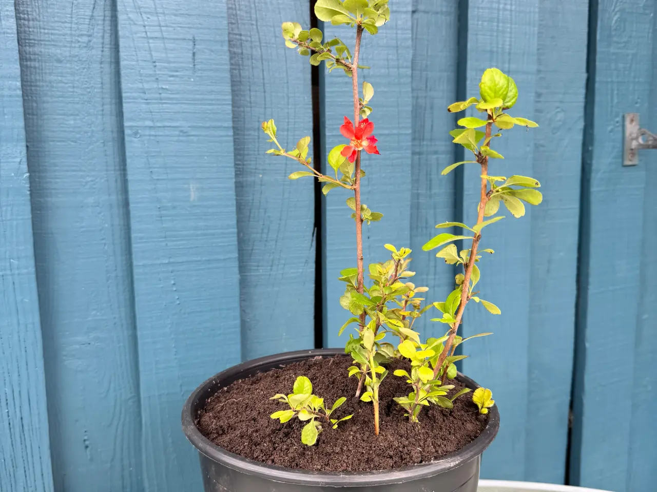 Billede 4 - Japankvæde (Chaenomeles japonica)