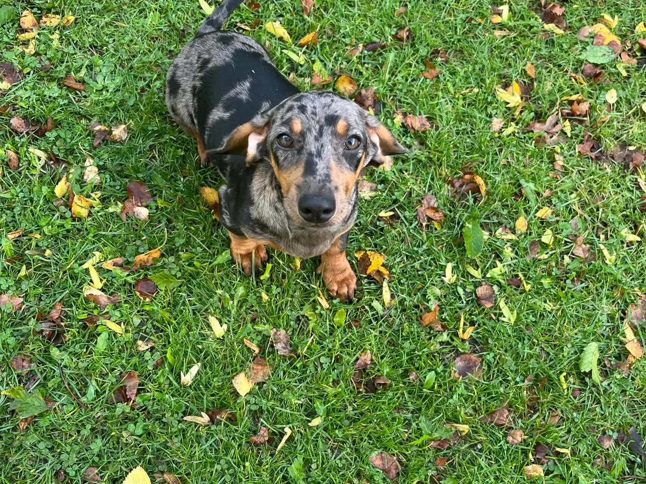 Billede 3 - Flotte korthåret gravhundehvalpe rød og blå merle