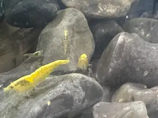 Yellow Fire Neocaridina – gule rejer med rygstribe
