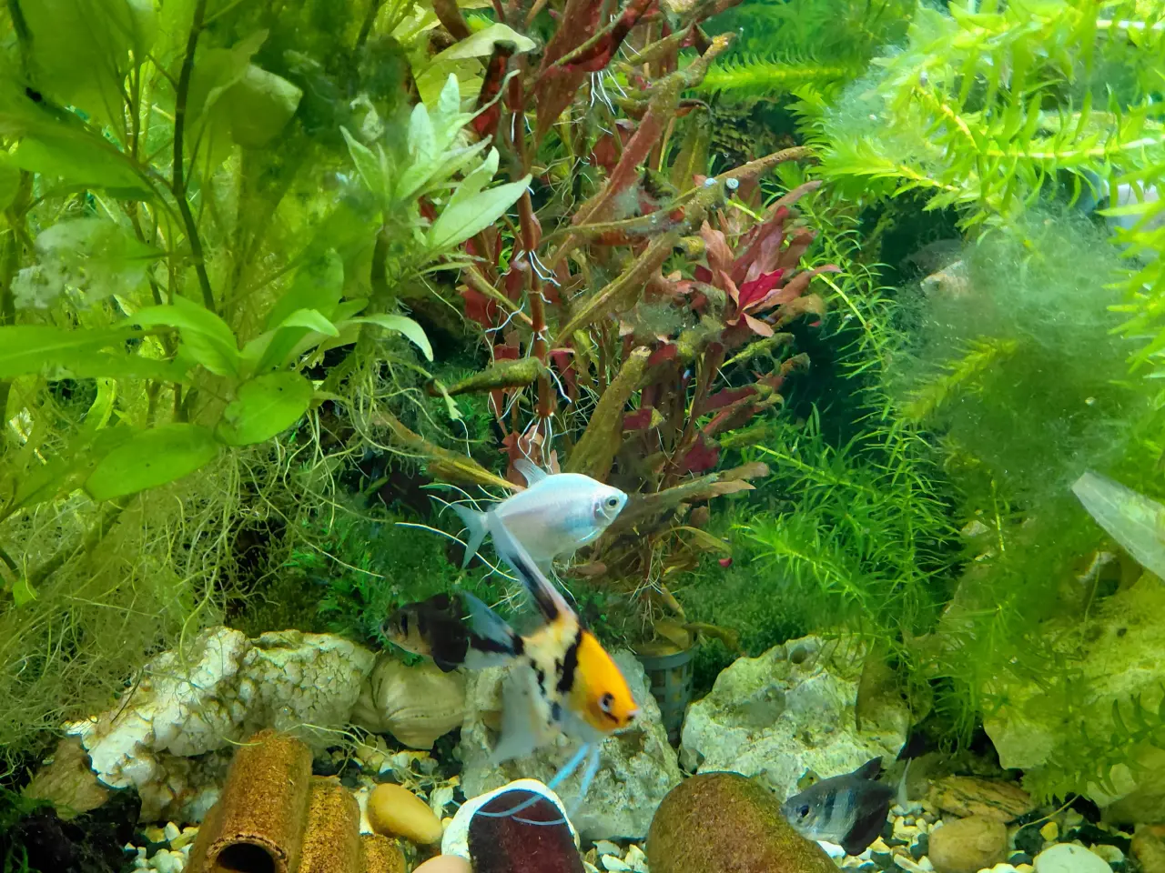 Billede 2 - Juvel 125 l akvarium