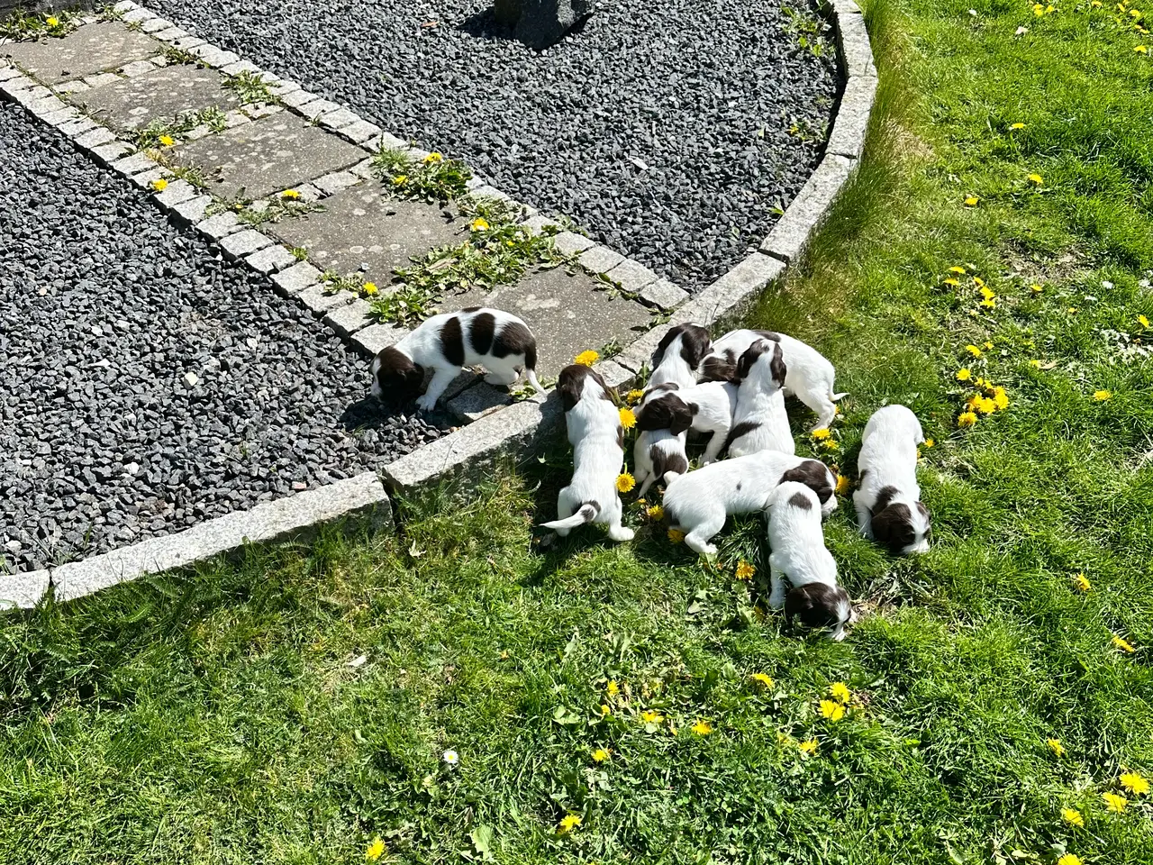Billede 10 - Engelsk ft springer spaniels