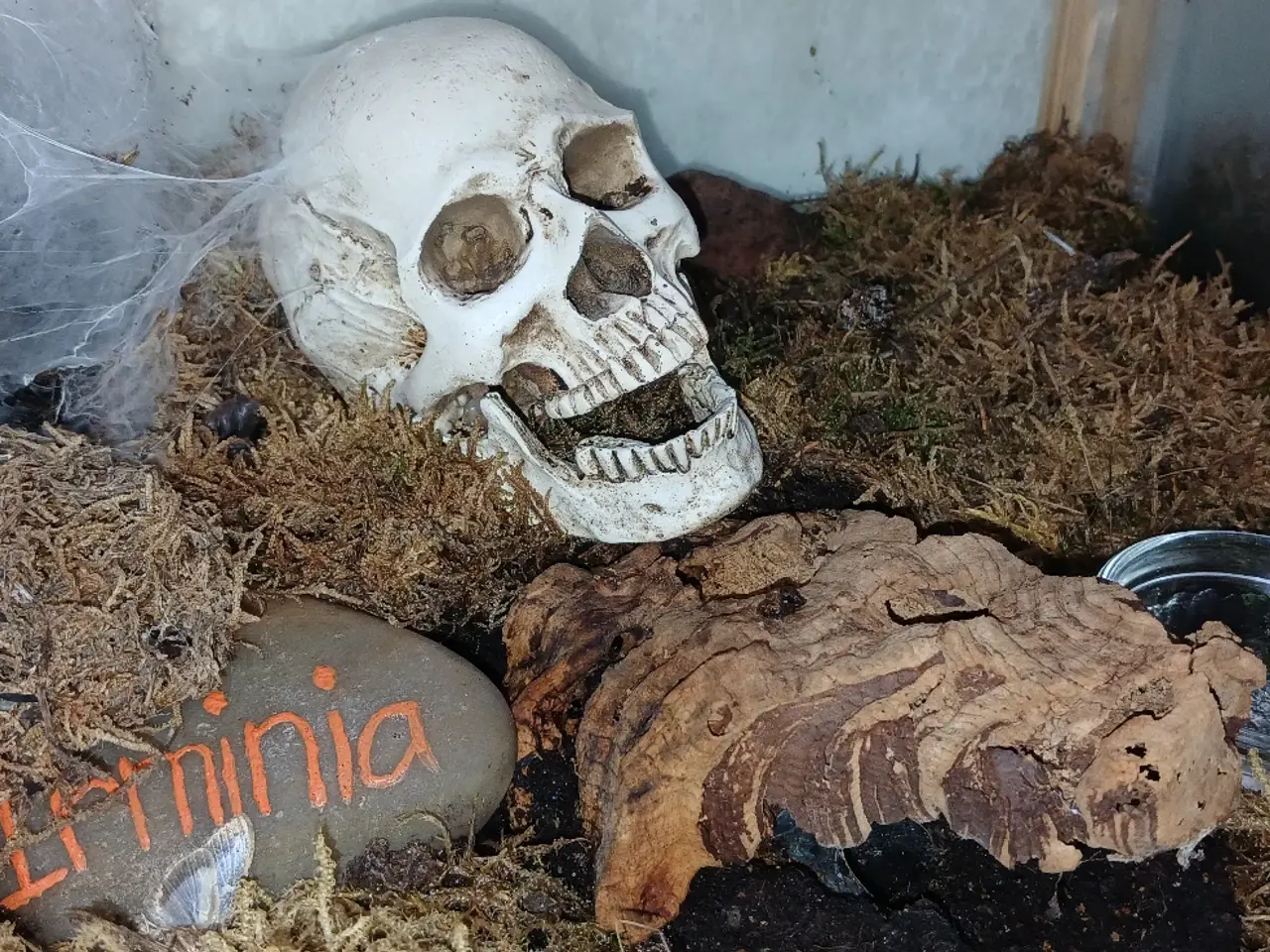 Billede 2 - Edderkop Psalmopoeus Irmina