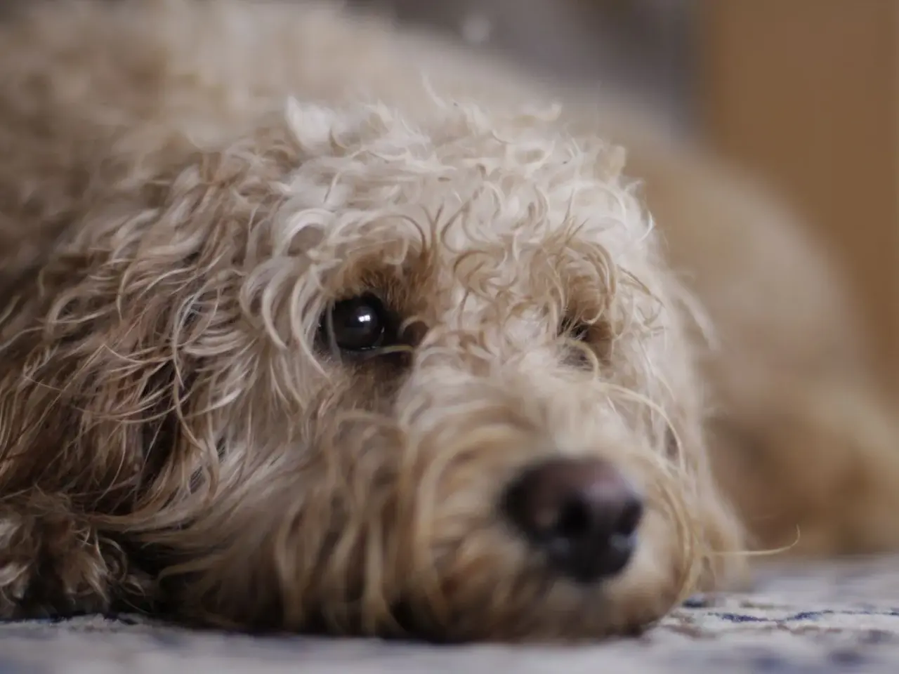 Billede 3 - Doodler Goldendooler Dooodledoodle