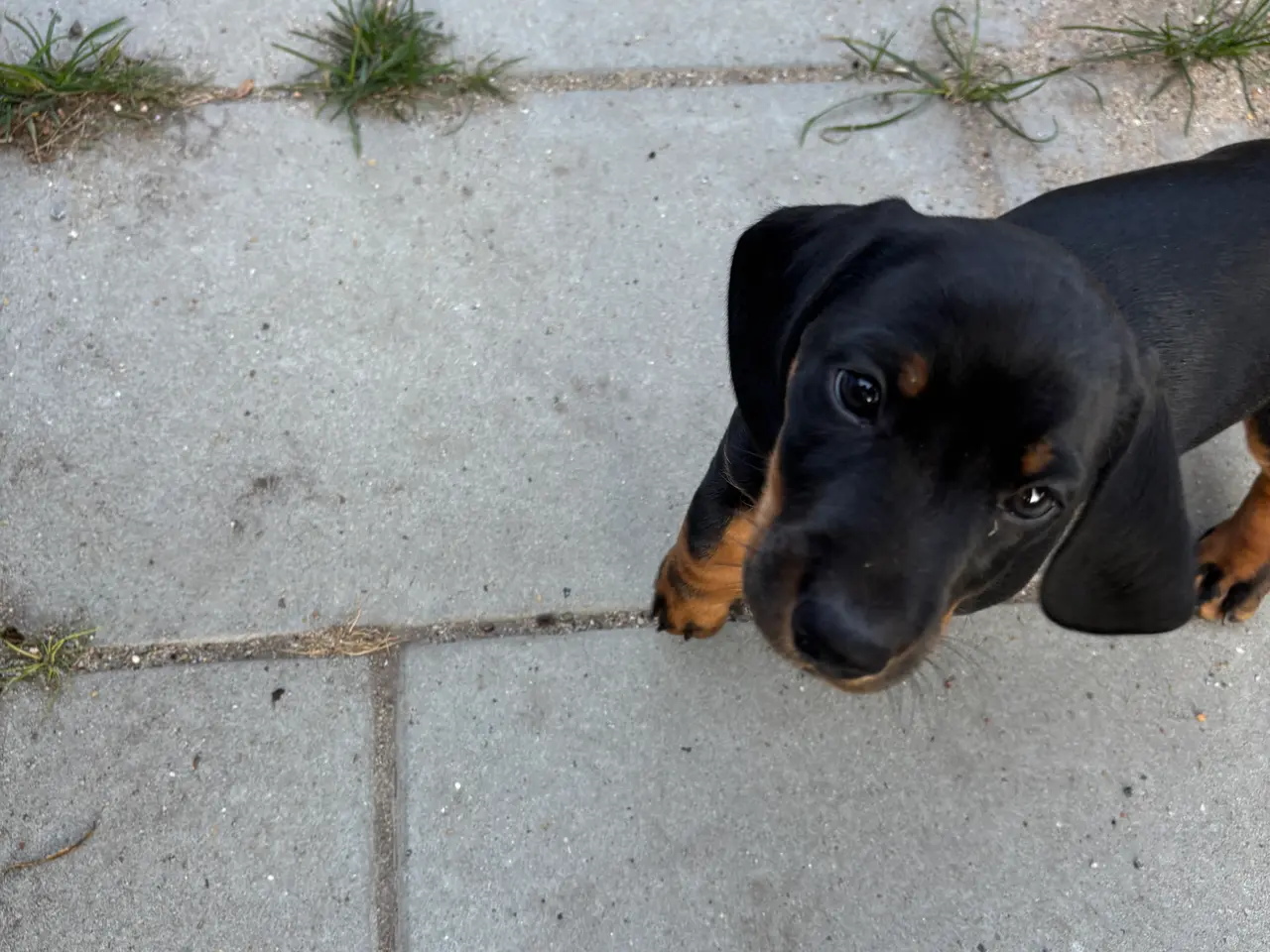 Billede 7 - Gravhund standart