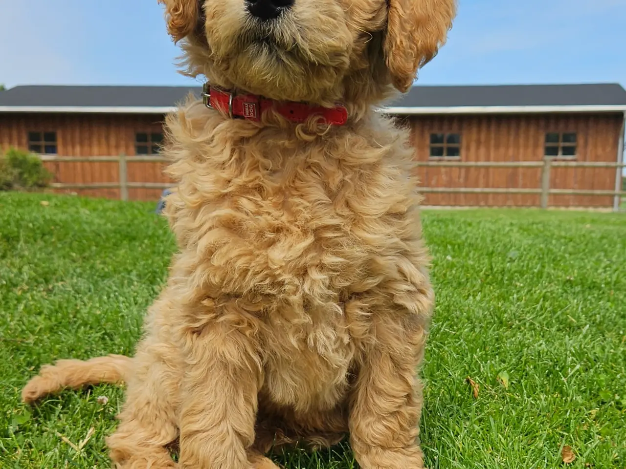 Billede 2 - Goldendoodle hvalpe