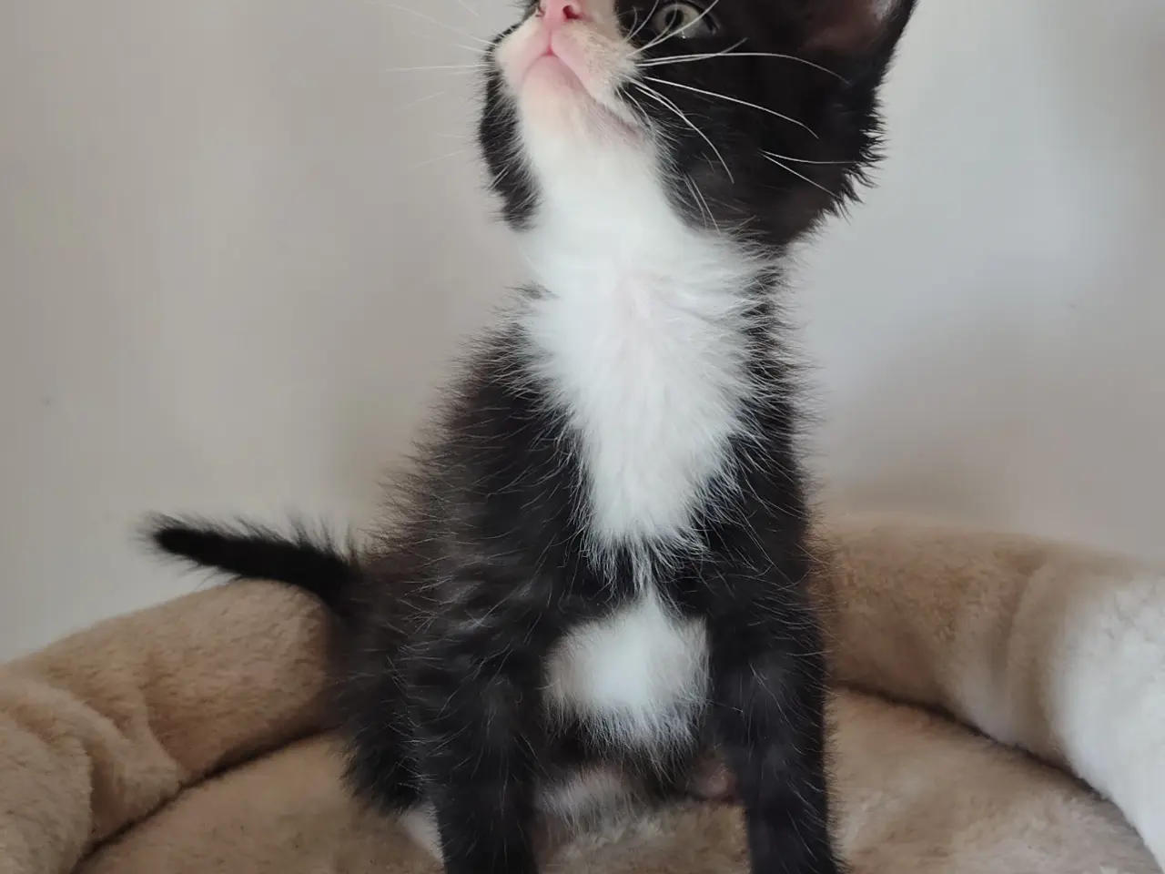 Billede 3 - 🌸 Maine Coon Blandings Han killing 🌸