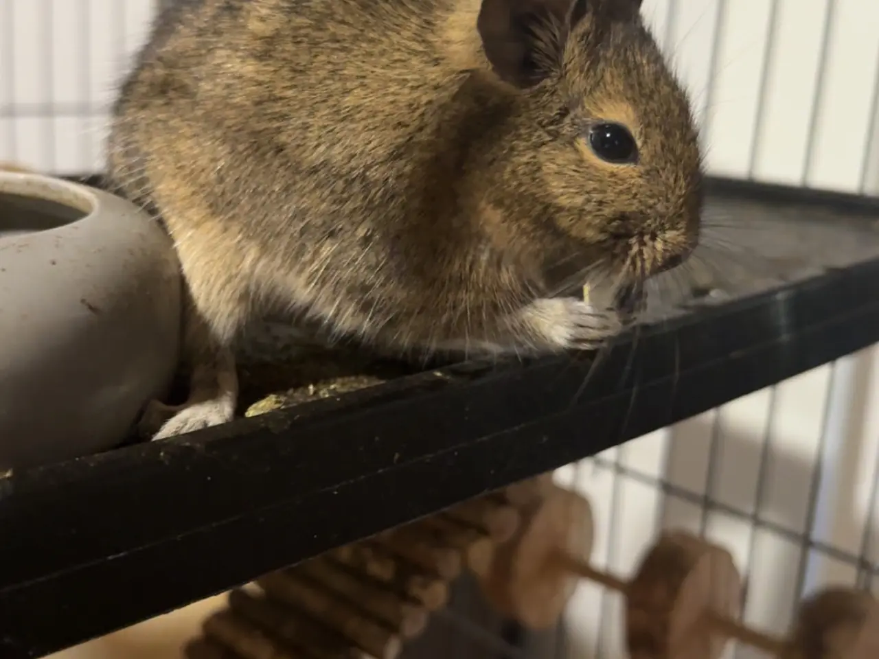 Billede 3 - To søde degu piger