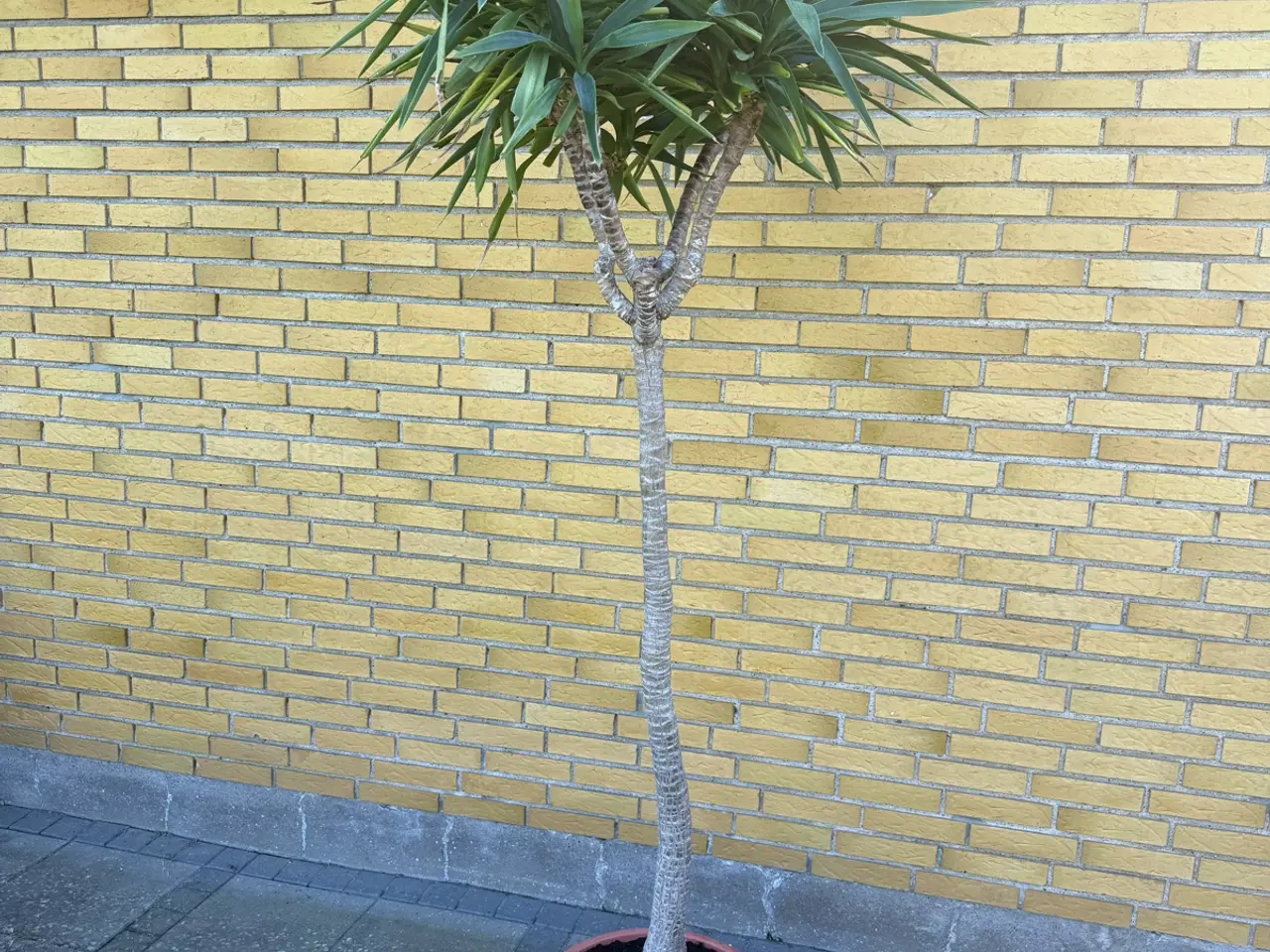 Billede 1 - Yucca palmer