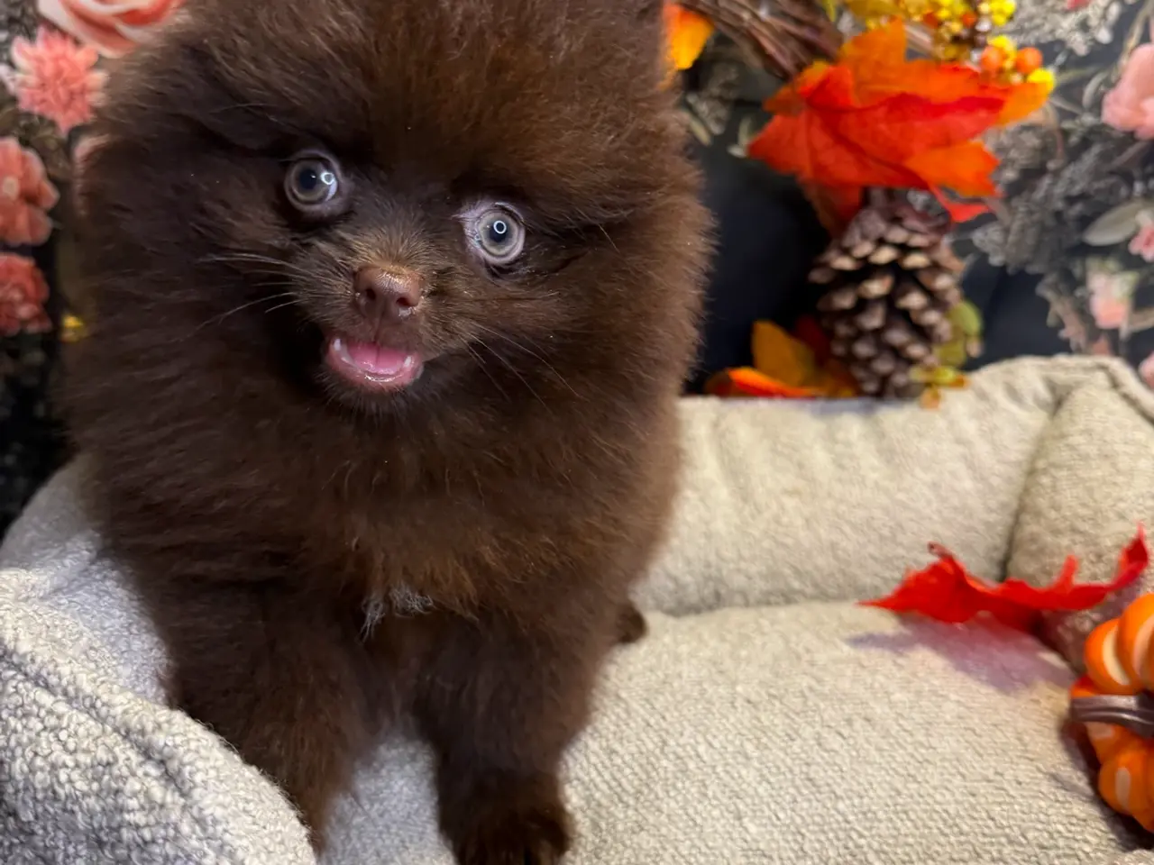 Billede 14 - 🐾💙 2 SMUKKE POMERANIA-DRENGE 💙🐾